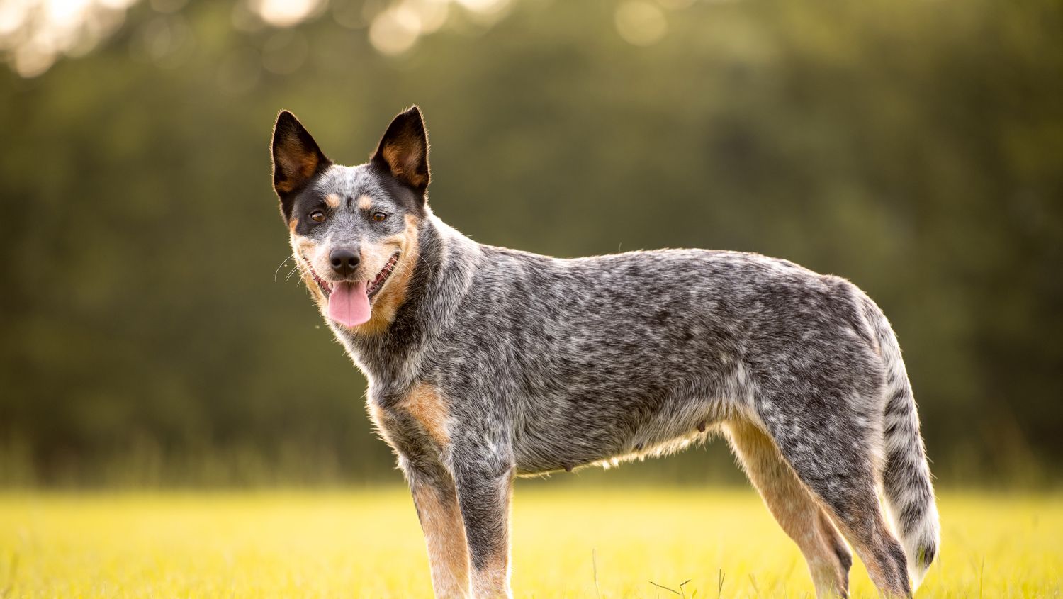 Psy Rasy Dog Australian cattle dog – opis i charakterystyka rasy | E-Rasowy.pl