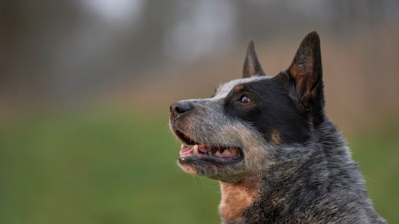 Australian Stumpy Tail Cattle Dog