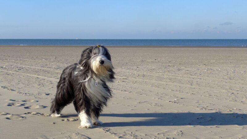 Bearded Collie