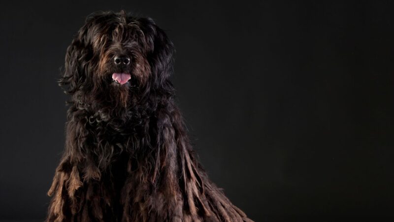 Bergamasco