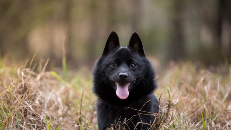 Schipperke