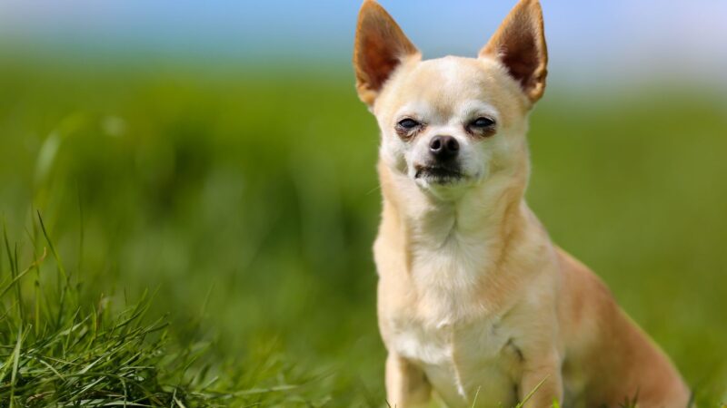 Chihuahua krótkowłosy