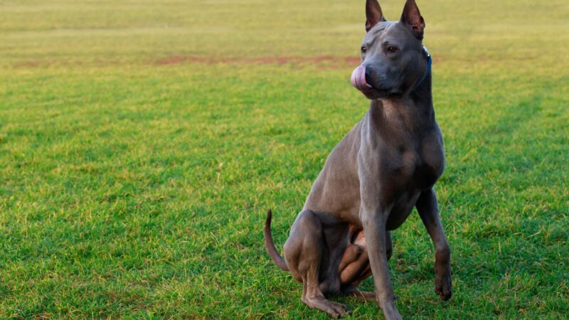 Thai Ridgeback Dog