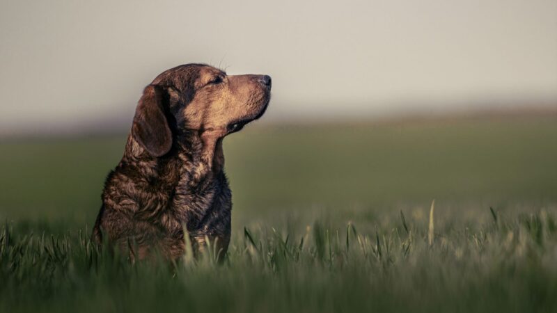 Alpejski gończy krótkonożny