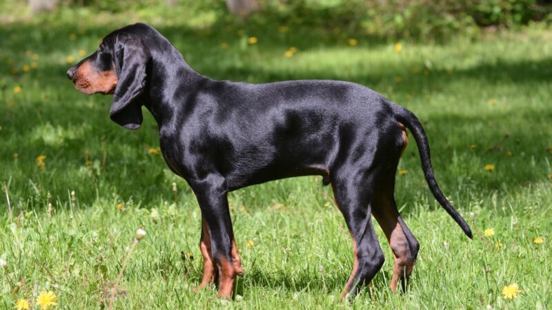Black and Tan Coonhound