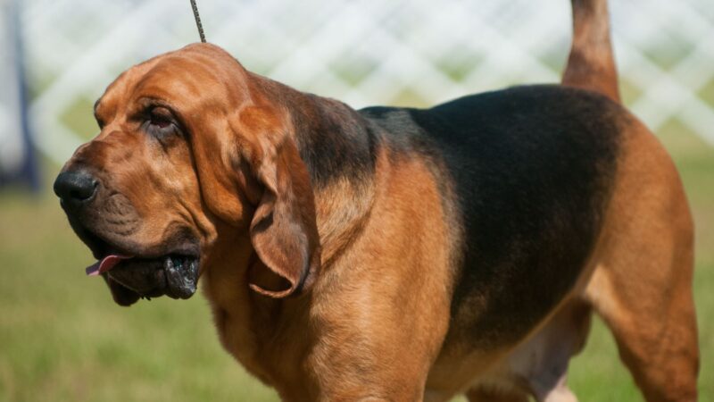 Bloodhound