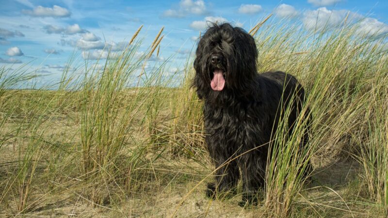 Owczarek francuski - Briard