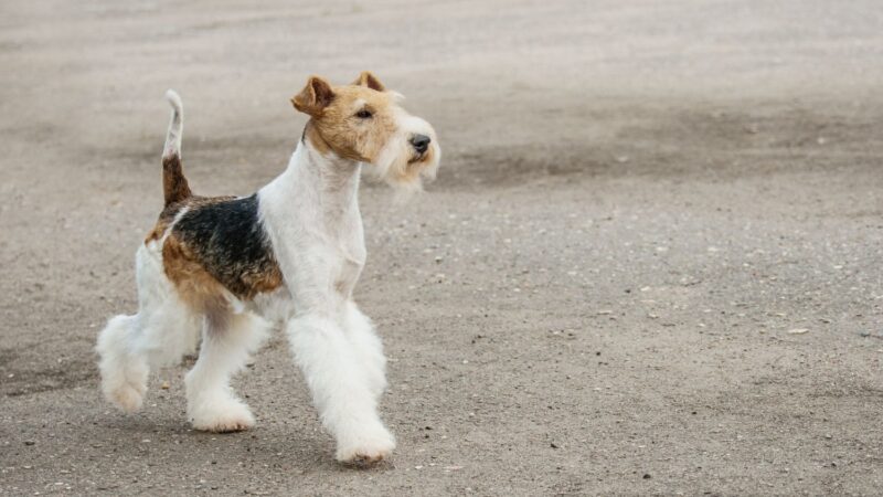 Foksterier szorstkowłosy