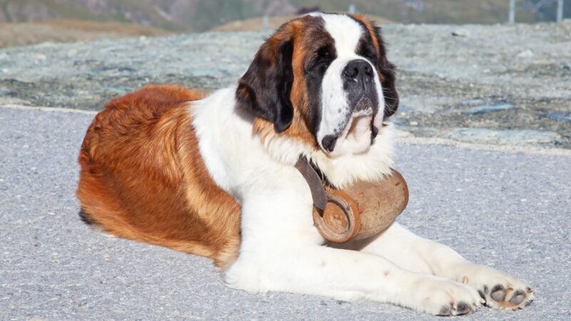 Bernardyn długowłosy