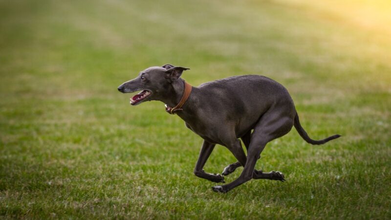 Greyhound