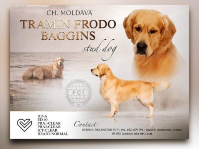 Reproduktor Golden retriever