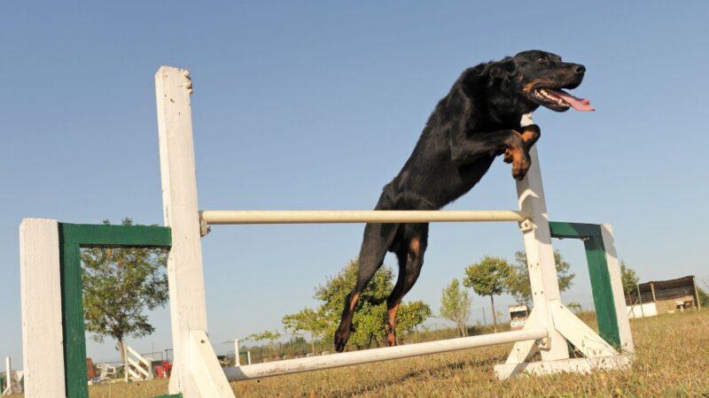 Owczarek francuski - Beauceron