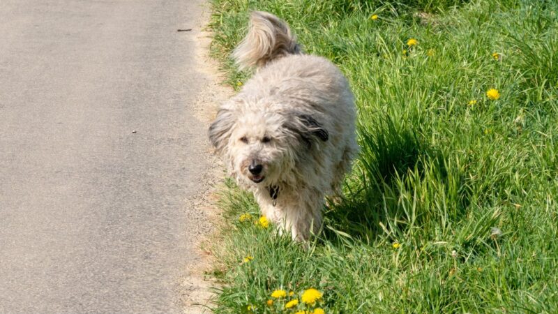 Briquet griffon vendéen