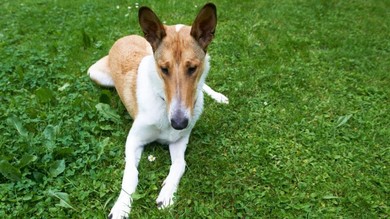 Owczarek szkocki krótkowłosy - Collie smooth