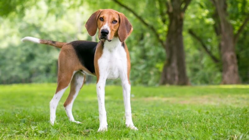 Foxhound amerykański