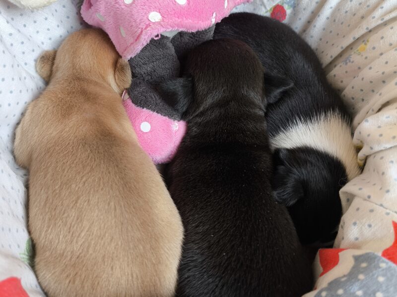 Pieski i suczki Chihuahua Krótkowłosa po Championach, okolice W-wy