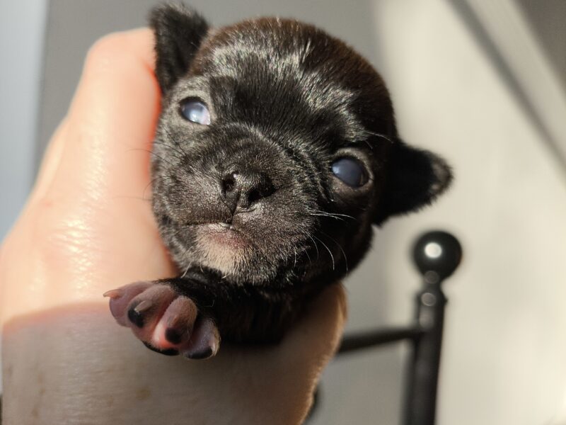 Pieski i suczki Chihuahua Krótkowłosa po Championach, okolice W-wy