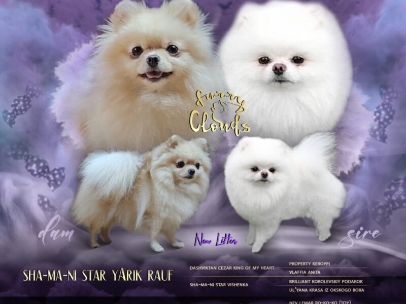 Szpic miniaturowy Pomeranian