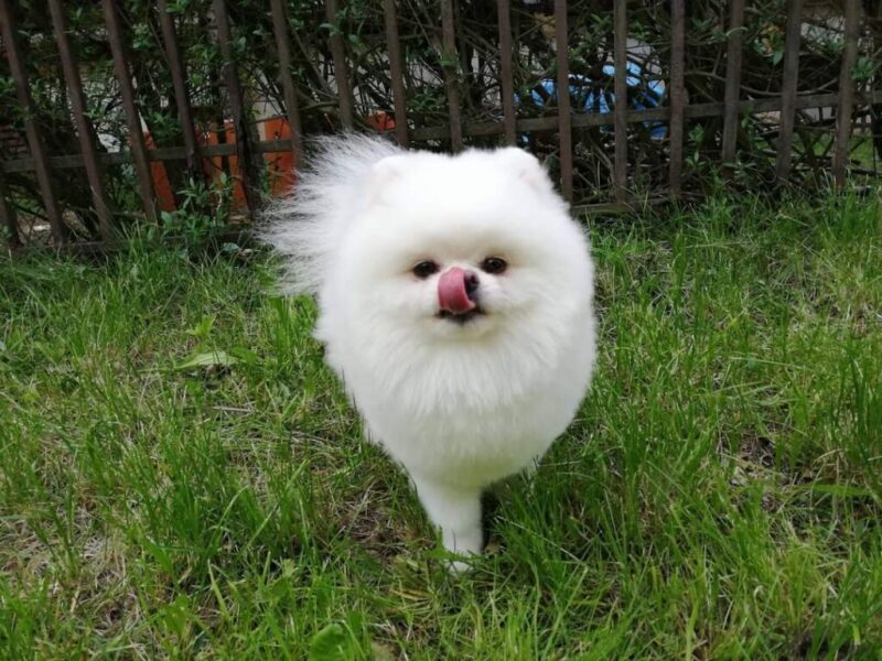 Szpic miniaturowy Pomeranian