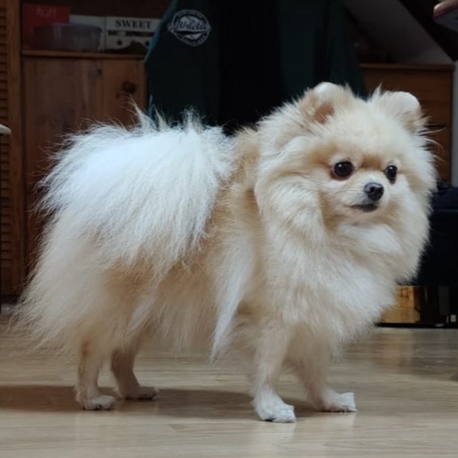 Szpic miniaturowy Pomeranian