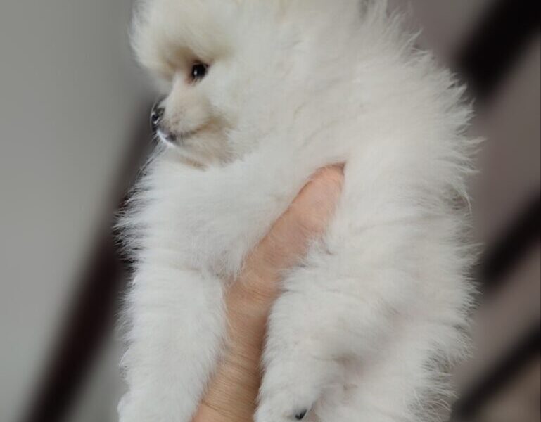 Szpic miniaturowy Pomeranian