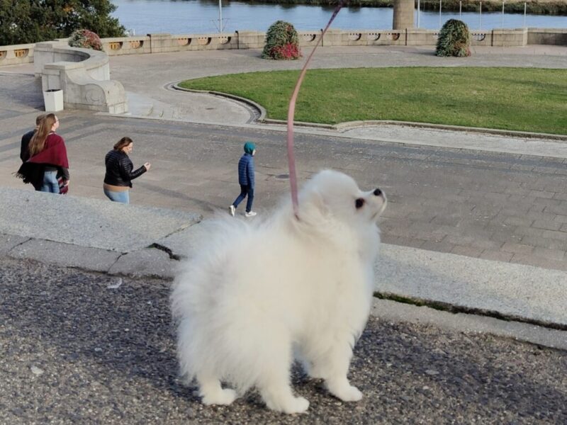 Szpic miniaturowy Pomeranian