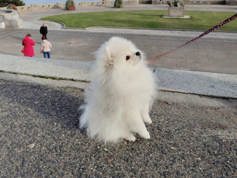 Szpic miniaturowy Pomeranian