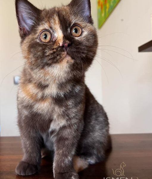 Kot brytyjski/FIFE/FPL