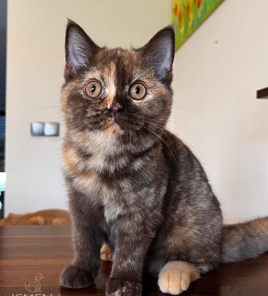 Kot brytyjski/FIFE/FPL