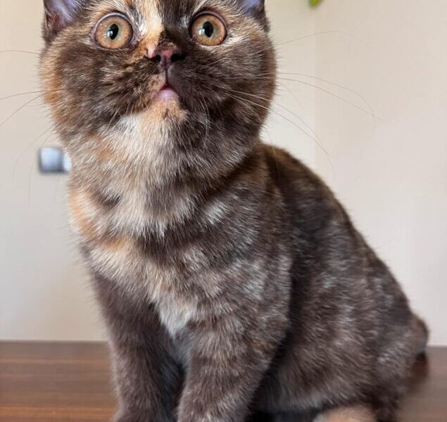 Kot brytyjski/FIFE/FPL