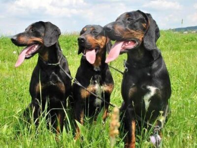 Reproduktory rasy GOŃCZY POLSKI użytkowe zapraszają suczki