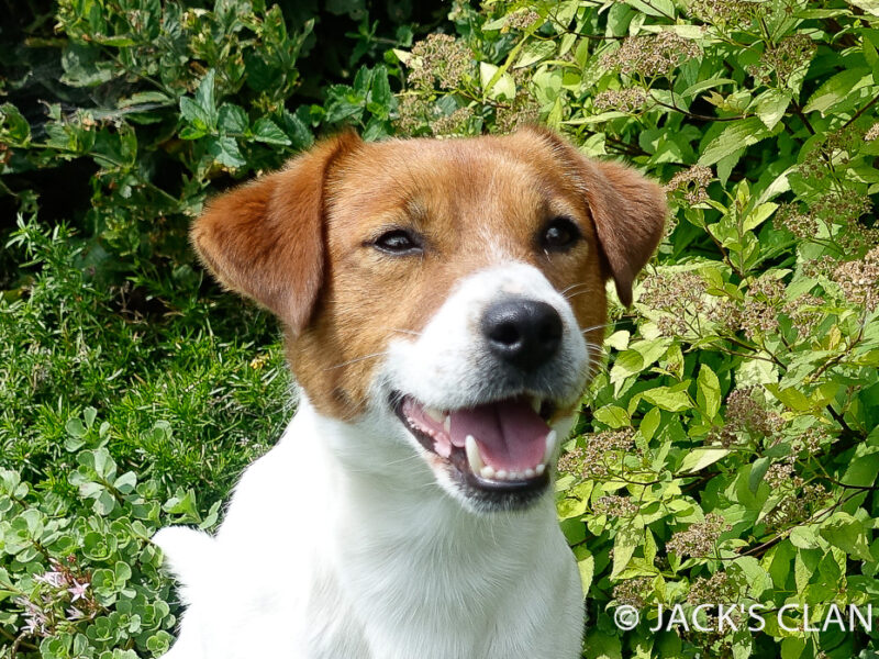 ECLECTIC ELTON Jack's Clan FCI