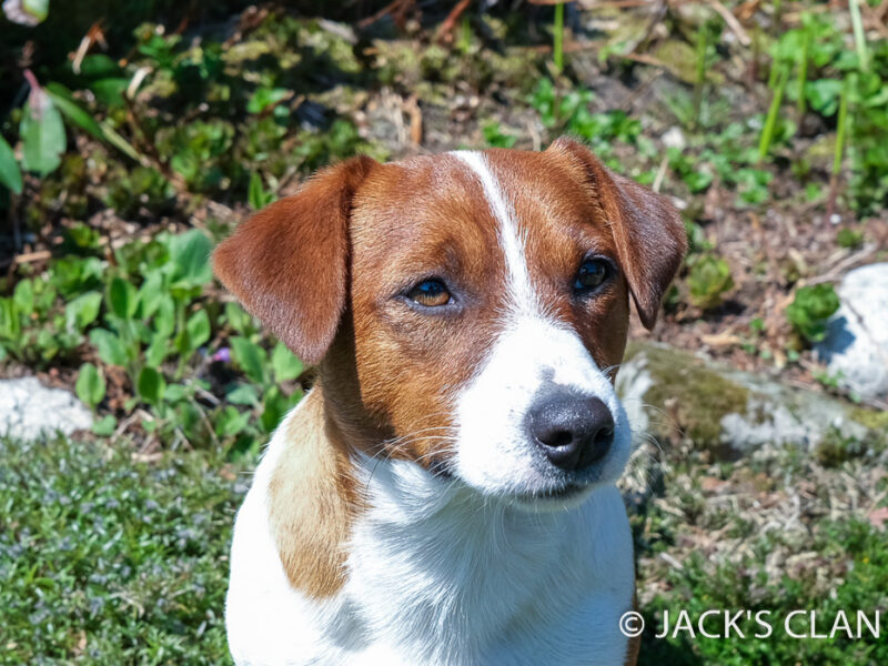 Ch.Pl. SPENCER SCOTTY Emalera FCI