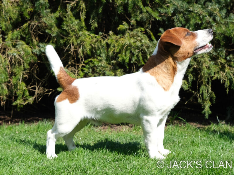 Ch.Pl. SPENCER SCOTTY Emalera FCI