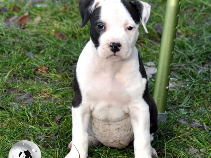 Amstaff suczka po championach