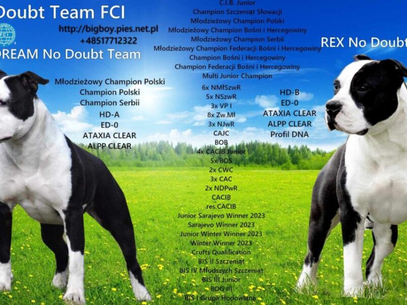 Amstaff suczka po championach