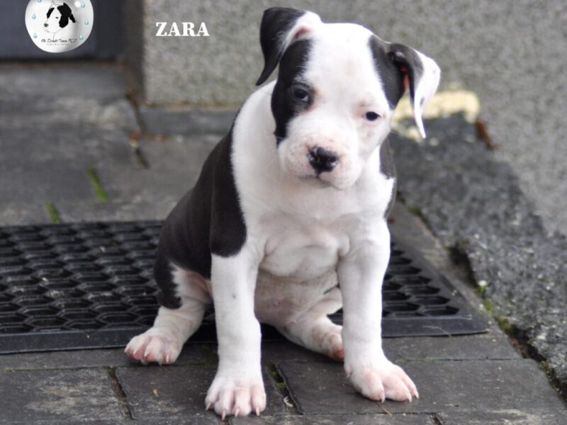 Amstaff suczka po championach