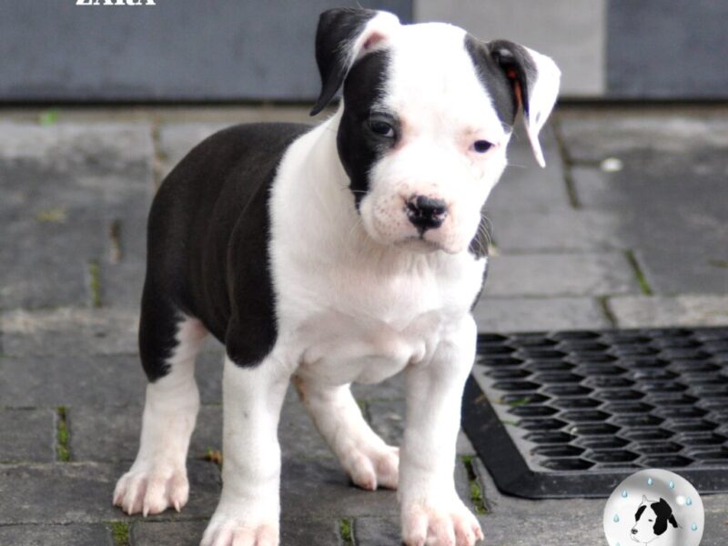 Amstaff suczka po championach