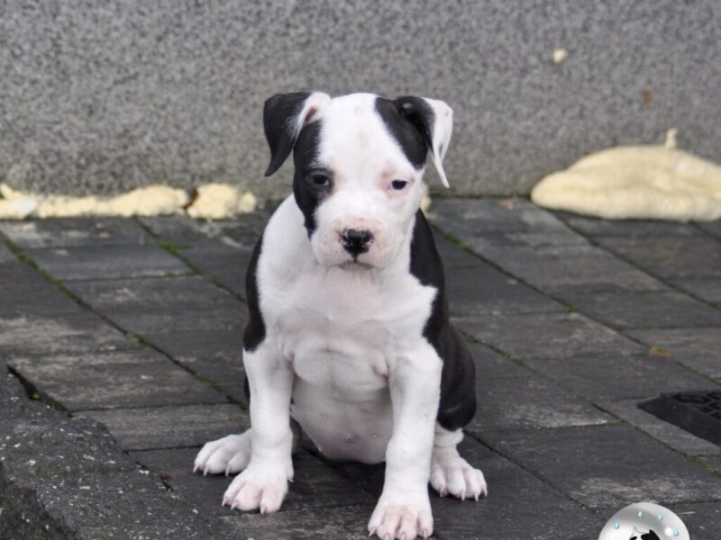 Amstaff suczka po championach