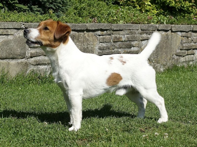 ECLECTIC ELTON Jack's Clan FCI