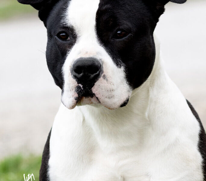 Amstaff suczka po championach