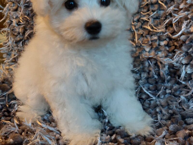 Szczeniak cudny Bichon Frise