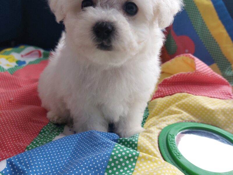 Szczeniak cudny Bichon Frise