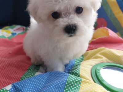 Szczeniak cudny Bichon Frise