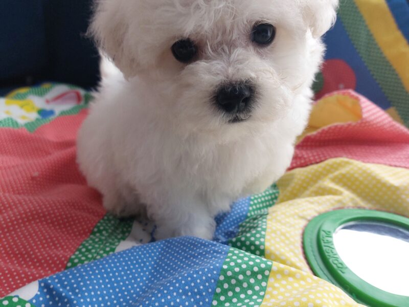 Szczeniak cudny Bichon Frise