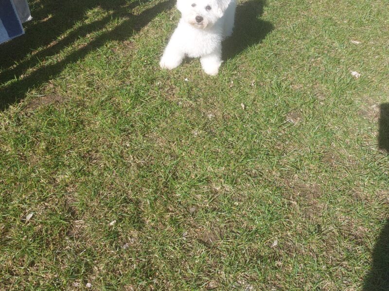 Szczeniak cudny Bichon Frise