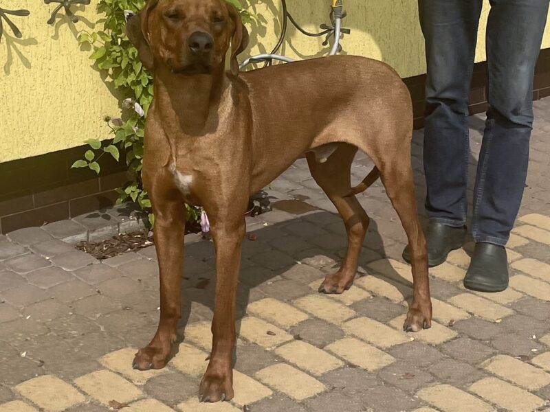 Rhodesian Ridgeback Młodzieżowy Champion, Zwyciężca Polski