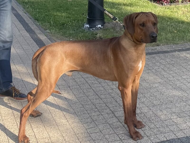 Rhodesian Ridgeback Młodzieżowy Champion, Zwyciężca Polski