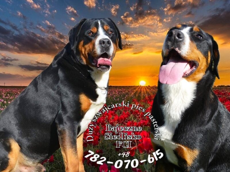 Duży Szwajcarski Pies Pasterski hodowla ZKwP FCI szczeniak szczeniaki szczenięta oczekujemy szczeniąt odbiór wiosna