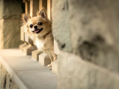 Chihuahua długowłosy reproduktor ZKwP